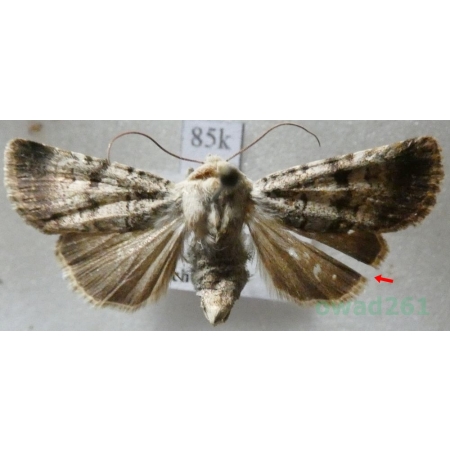 Chersotis fimbriola (Esper, 1803) Hungaria85k